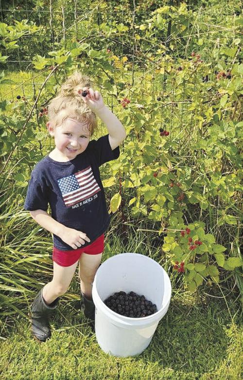Picking blackberries