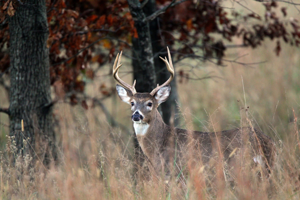 Leftover WMA Deer Permits Available