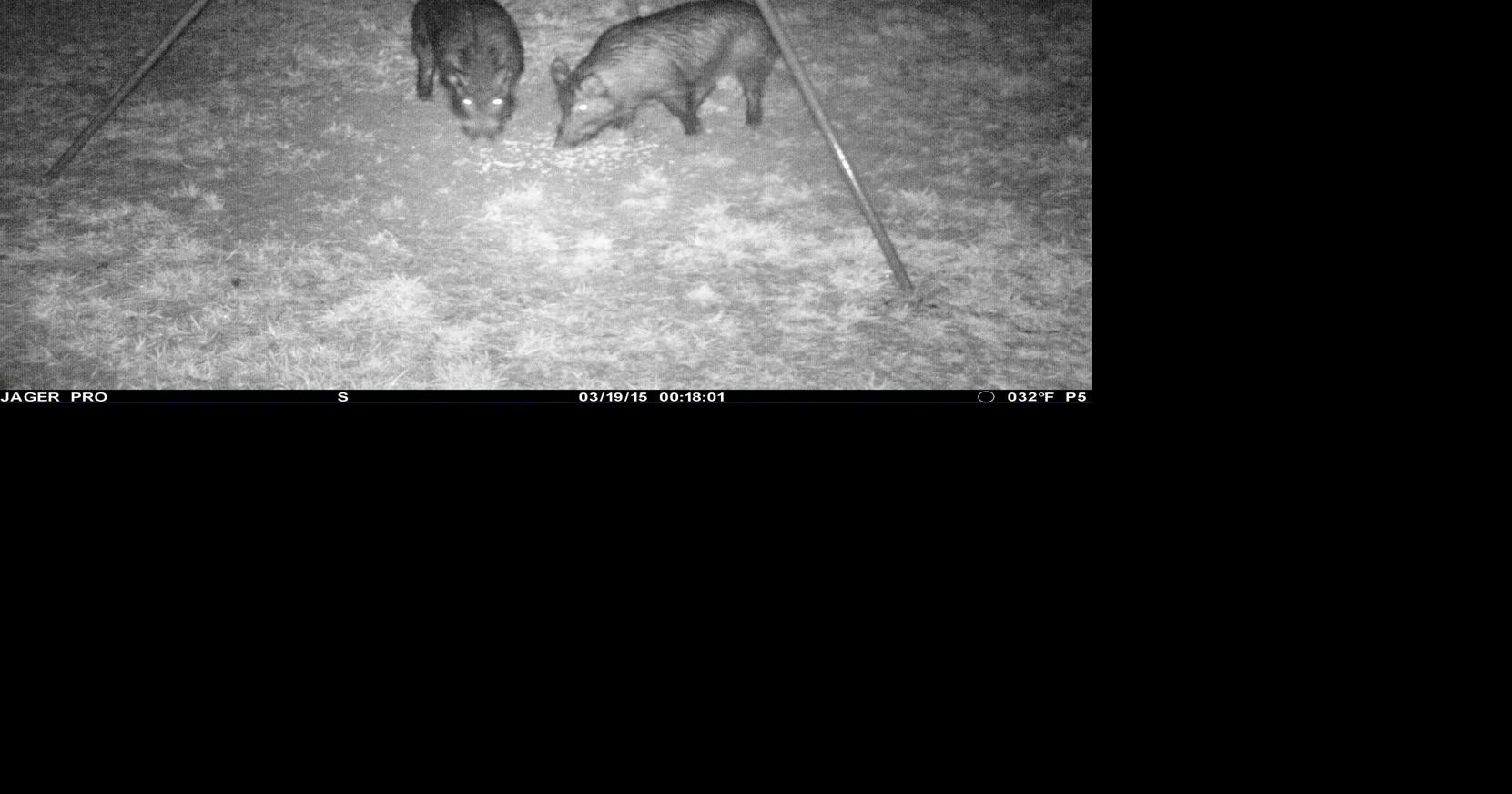 Researchers find that landowner trust, experience influence feral hog management