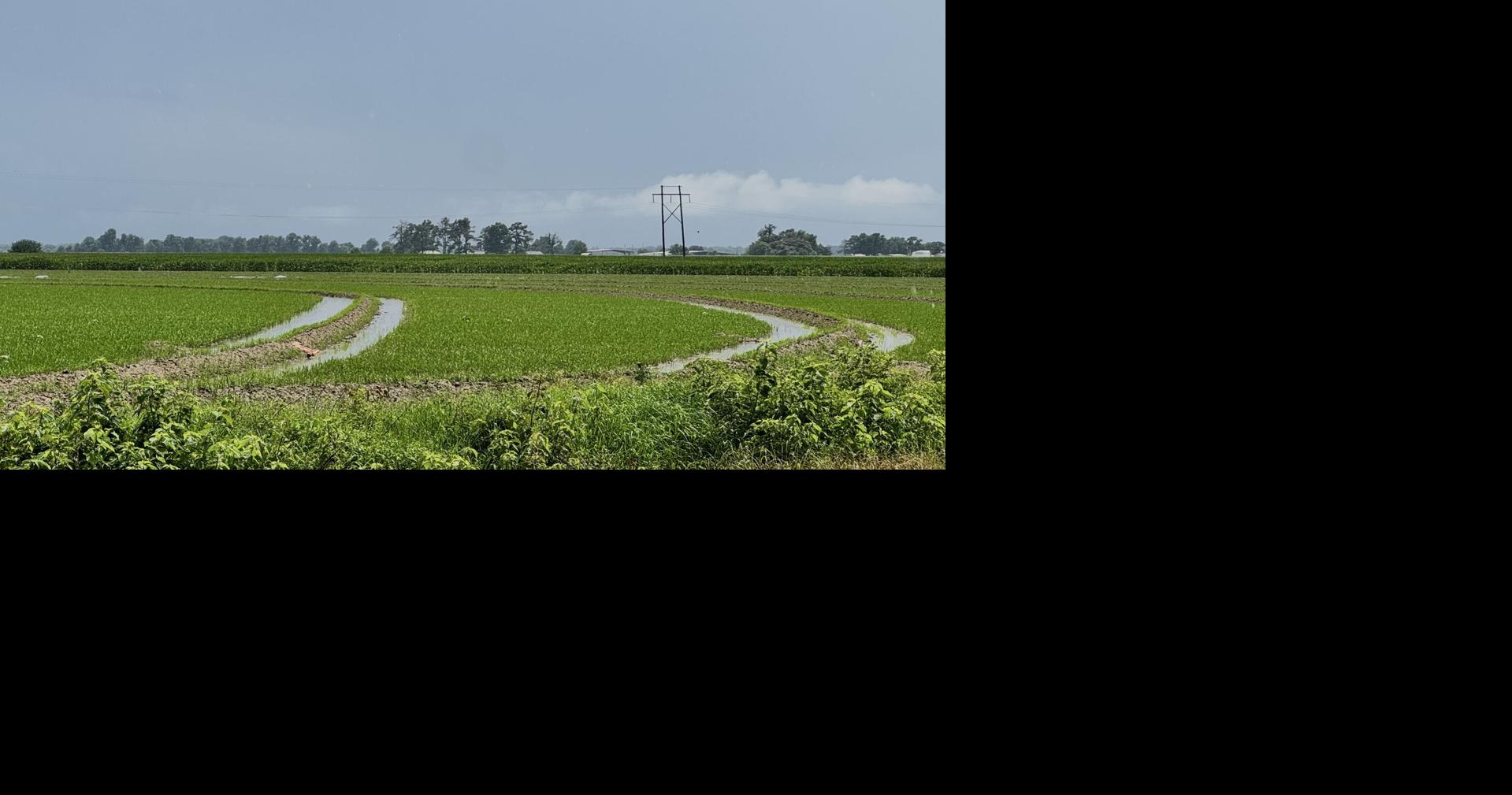 Persistent wind, rain to make rice fertilization a ‘spoon-feeding’ affair