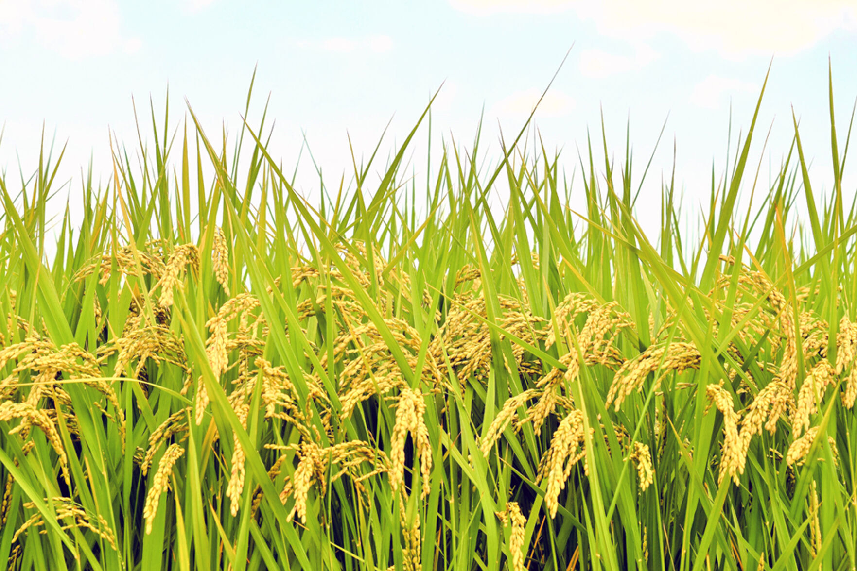News About Rice Arkansas Rice Research and Promotion Board approves $2.86M in funding ...