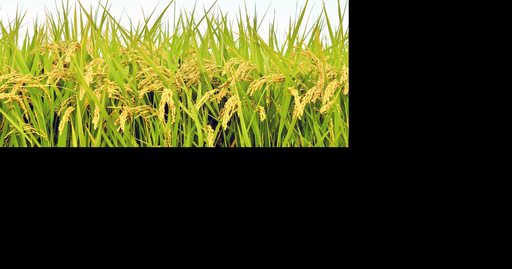 Arkansas Rice Research and Promotion Board approves $2.86M in funding ...