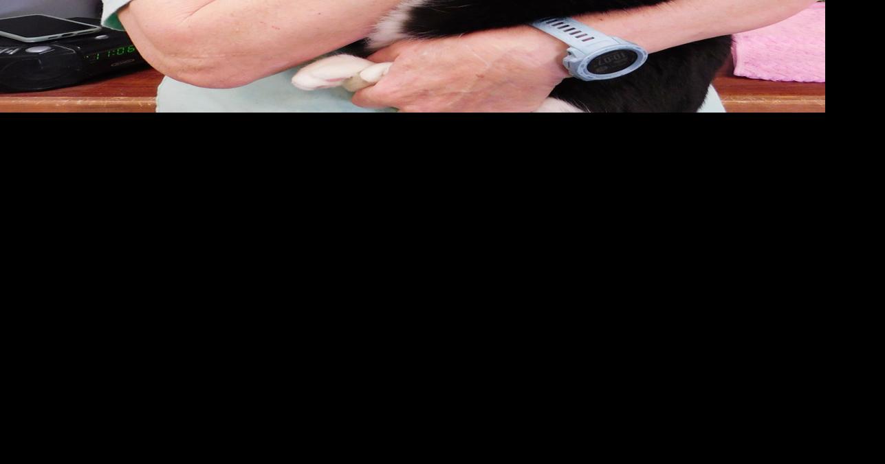 NEA Humane Society will be hosting “Empty the Shelters” events News