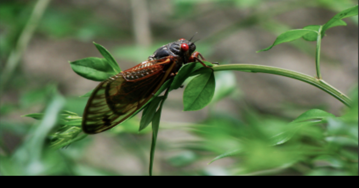 Rare dual brood emergence of cicadas coming this spring News