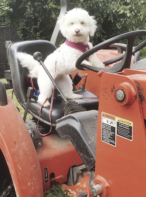 Cutting hay