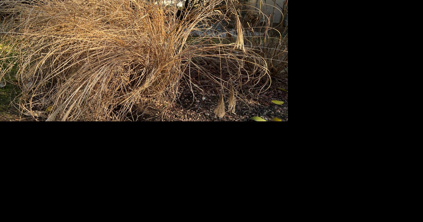 Gardening-Selective Fall Cleanup | National | jonesborosun.com