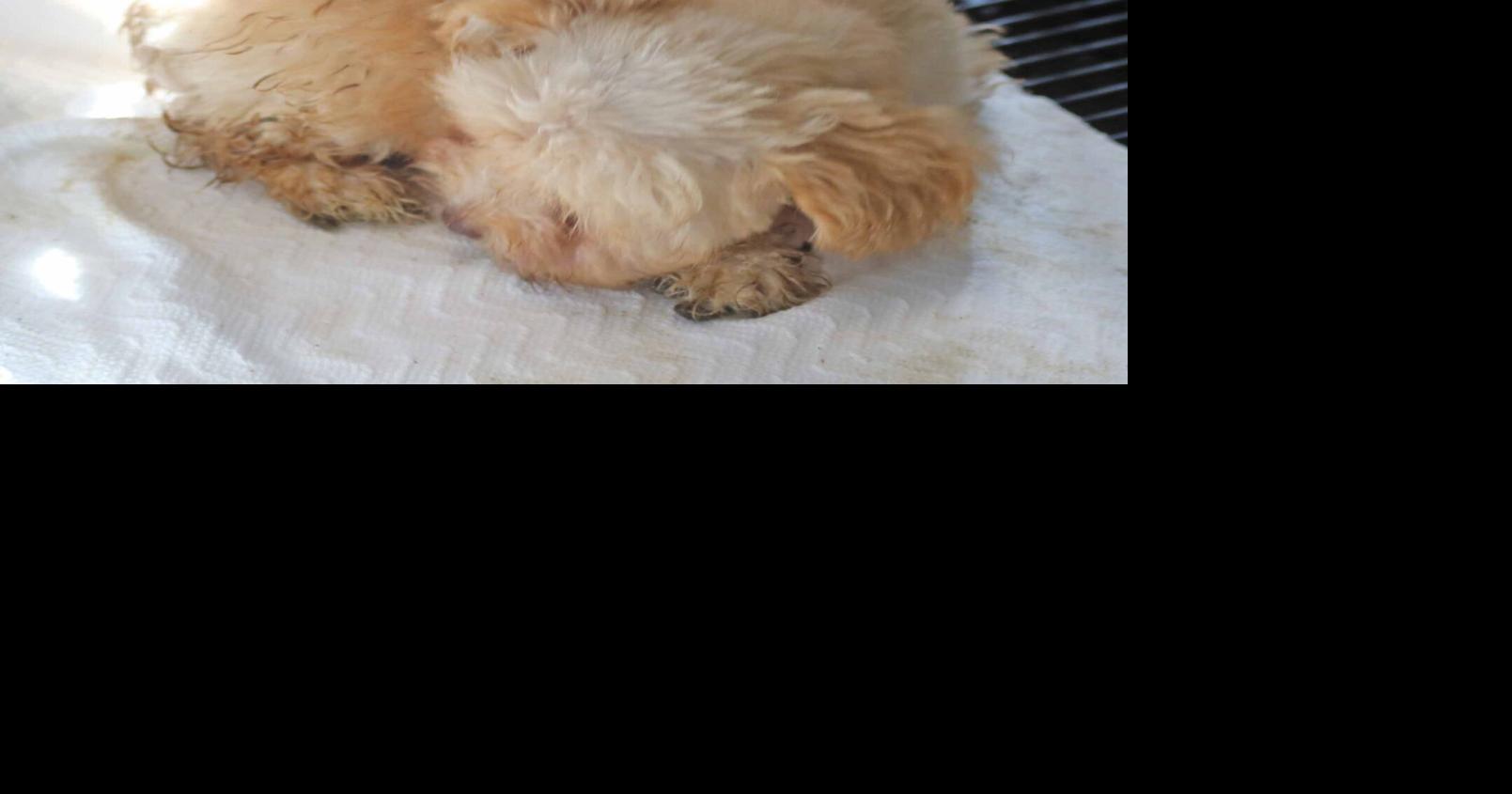 Woman faces animal cruelty charges after 50 dogs seized | News ...