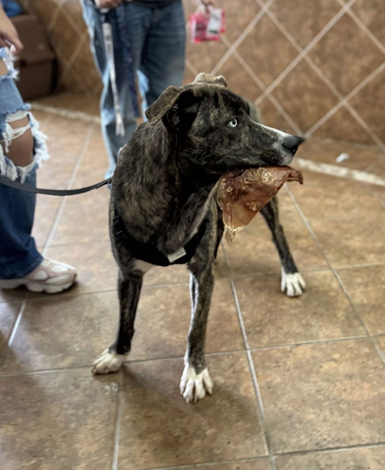 New Program at BCHS Lets Local Residents Take Dogs Out