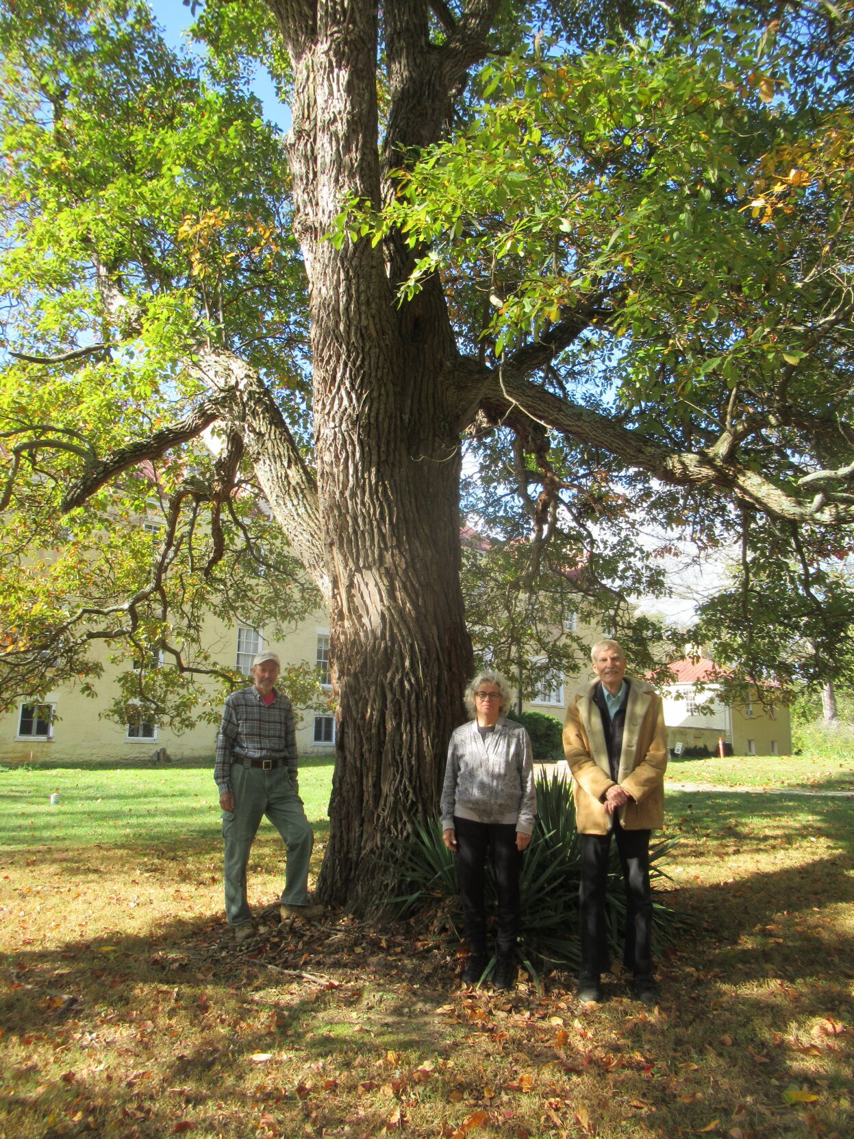 Linden Tree sought for 17th Annual EP Big Tree Contest | Life | journal ...