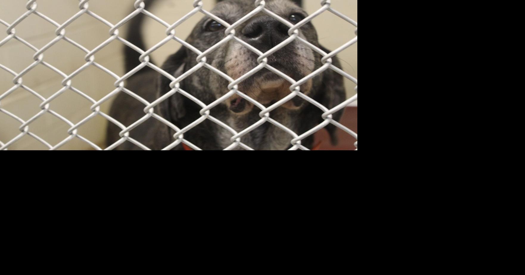 Berkeley County Animal Control opens for adoption event | Journal-news ...