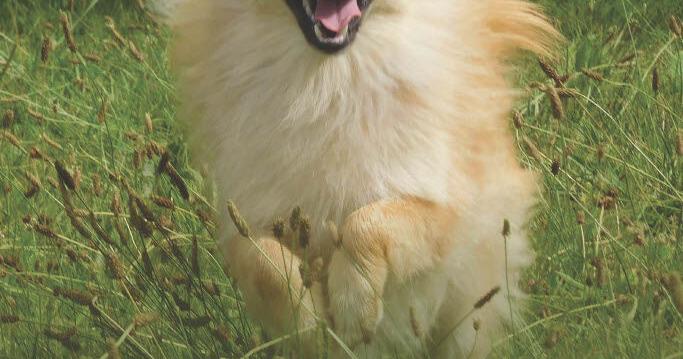 Author Pat Miller's positive dog training book returns with new edition Sep 8, 2026 21 hrs ago