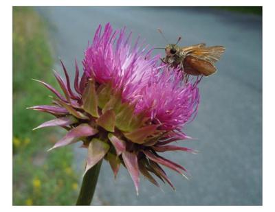 WVDOT Calendar available | In Our Neighborhood | journal-news.net