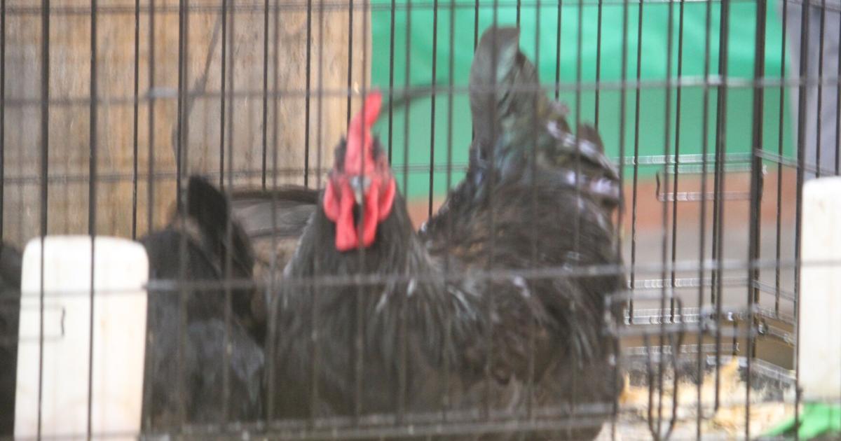 Lots to see at Morgan County Expo | Arts And Entertainment Lots to see at Morgan County Expo | Arts And Entertainment