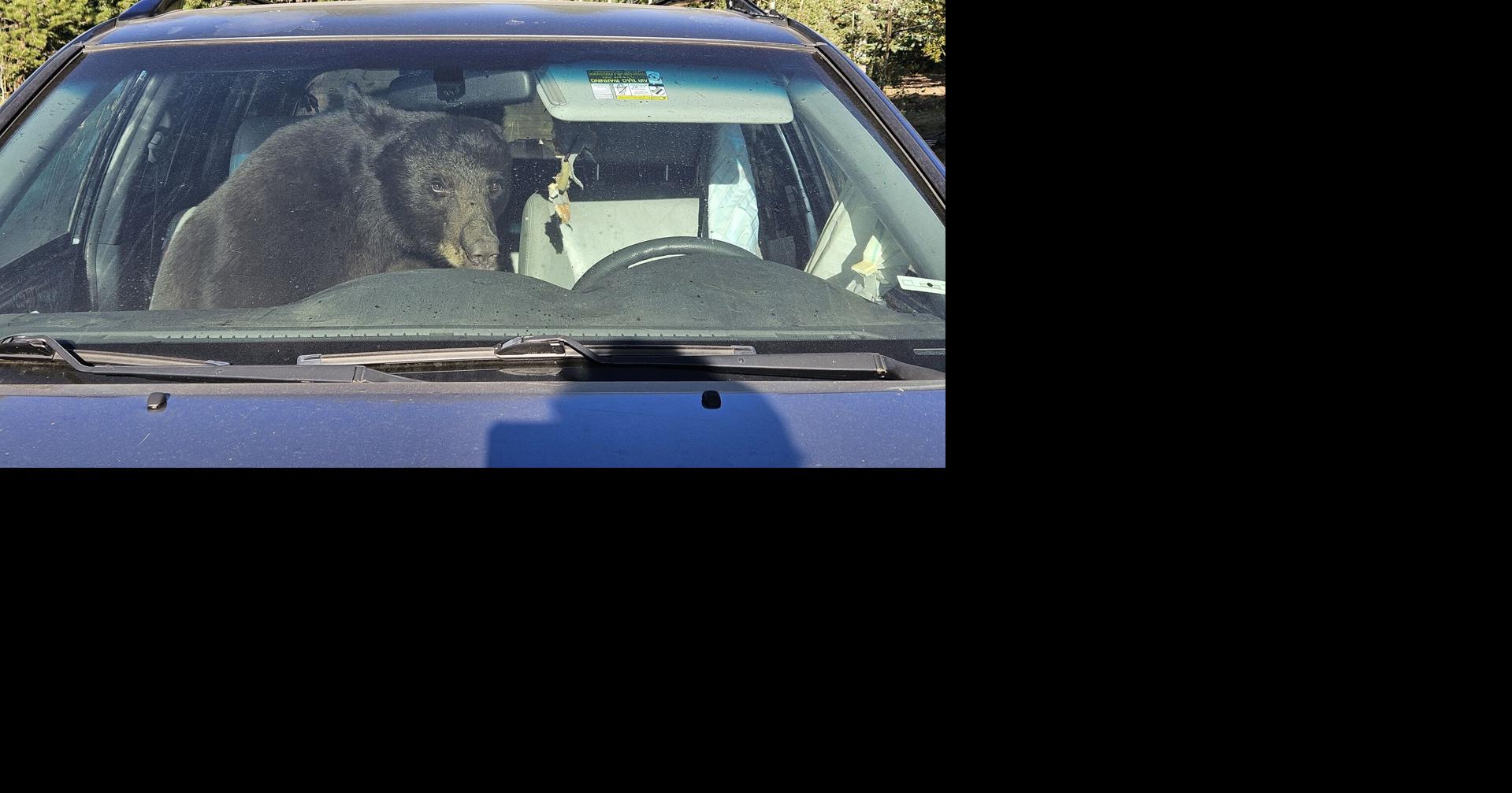 Parched summer in the Rockies sends hungry bears into urban areas and confrontations with people