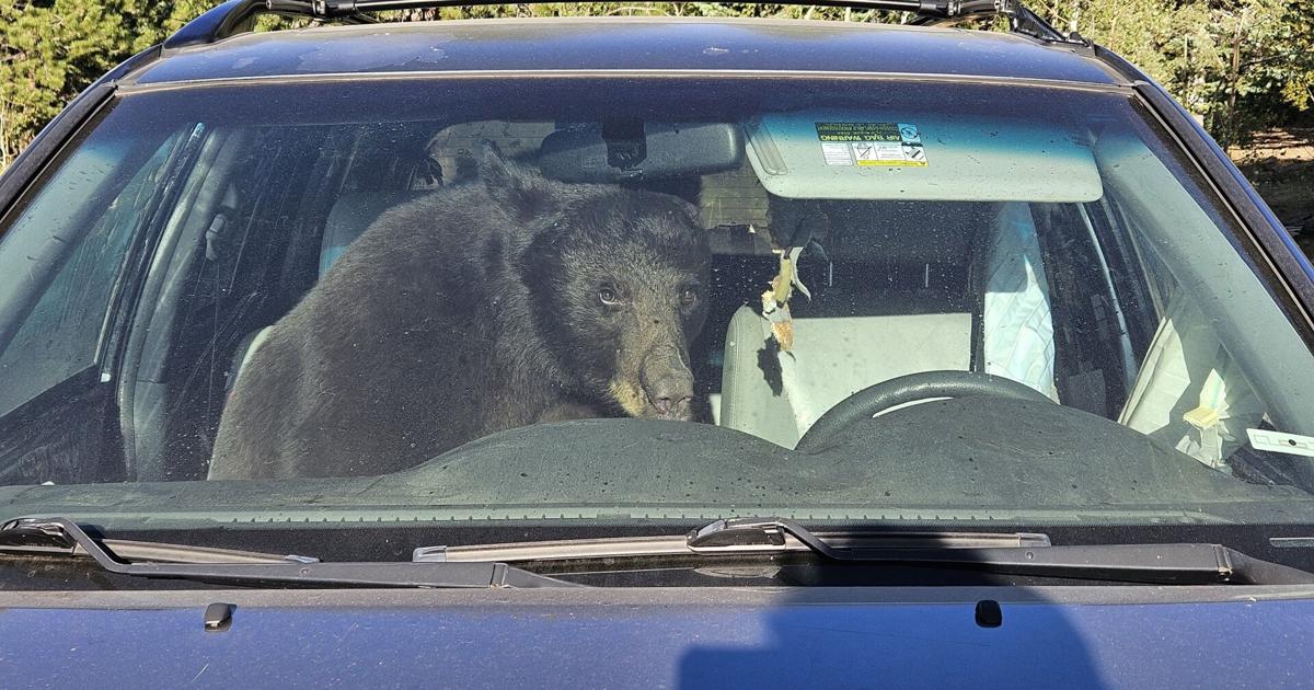 Parched summer in the Rockies sends hungry bears into urban areas and confrontations with people