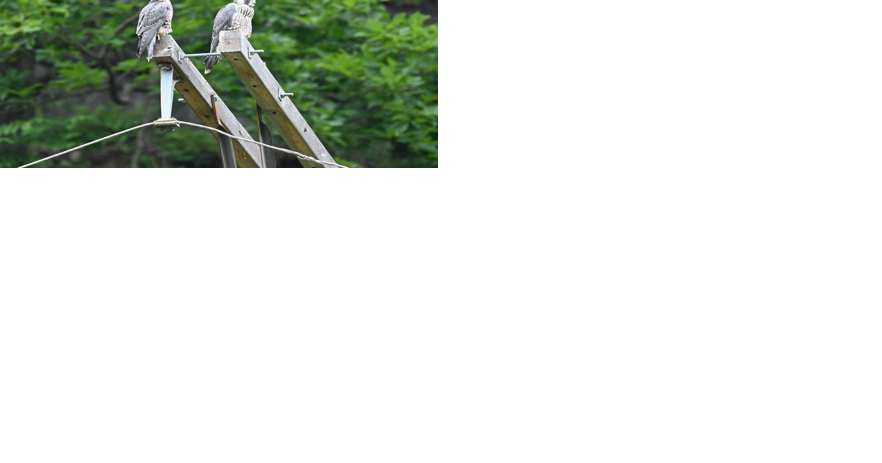 Three peregrine falcon chicks take flight at Harpers Ferry NHP - Vimarsana News