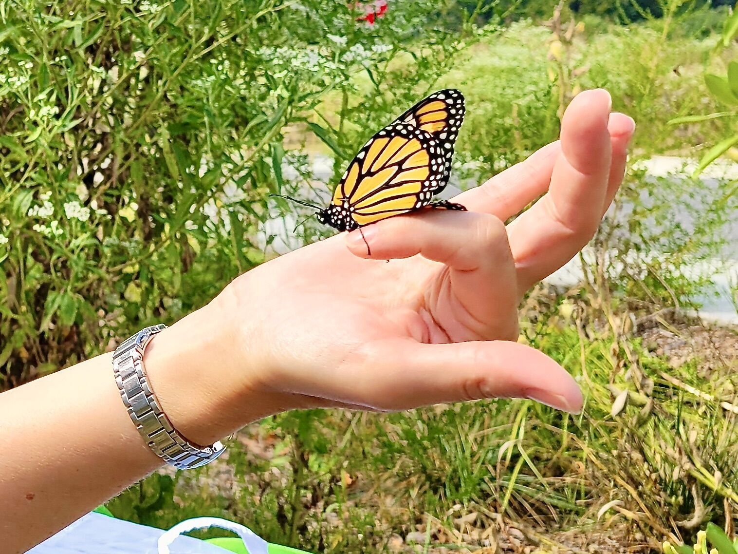 Shepherdstown Library Celebrates Three Years of Butterfly Release