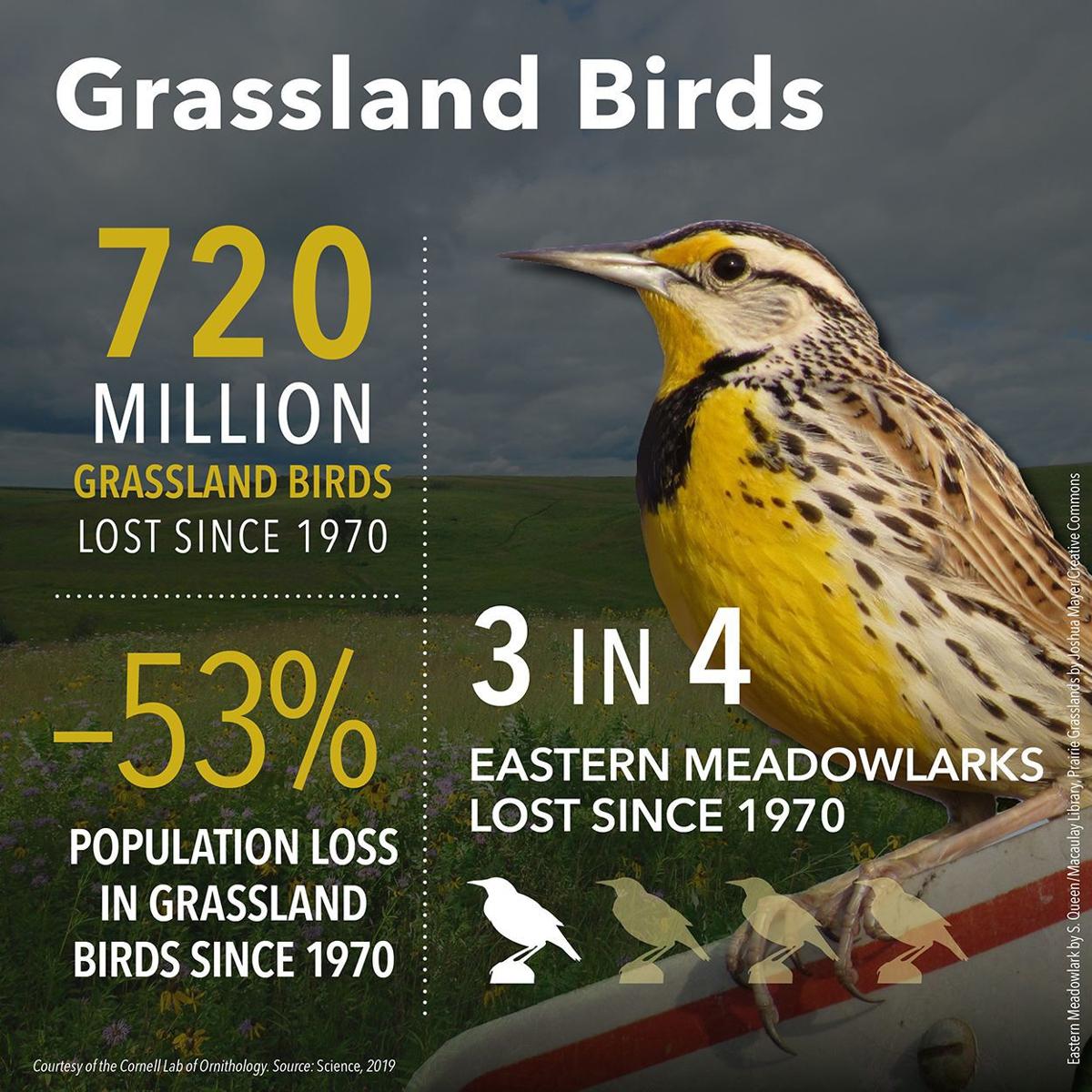Grassland Bird Declines Infographic