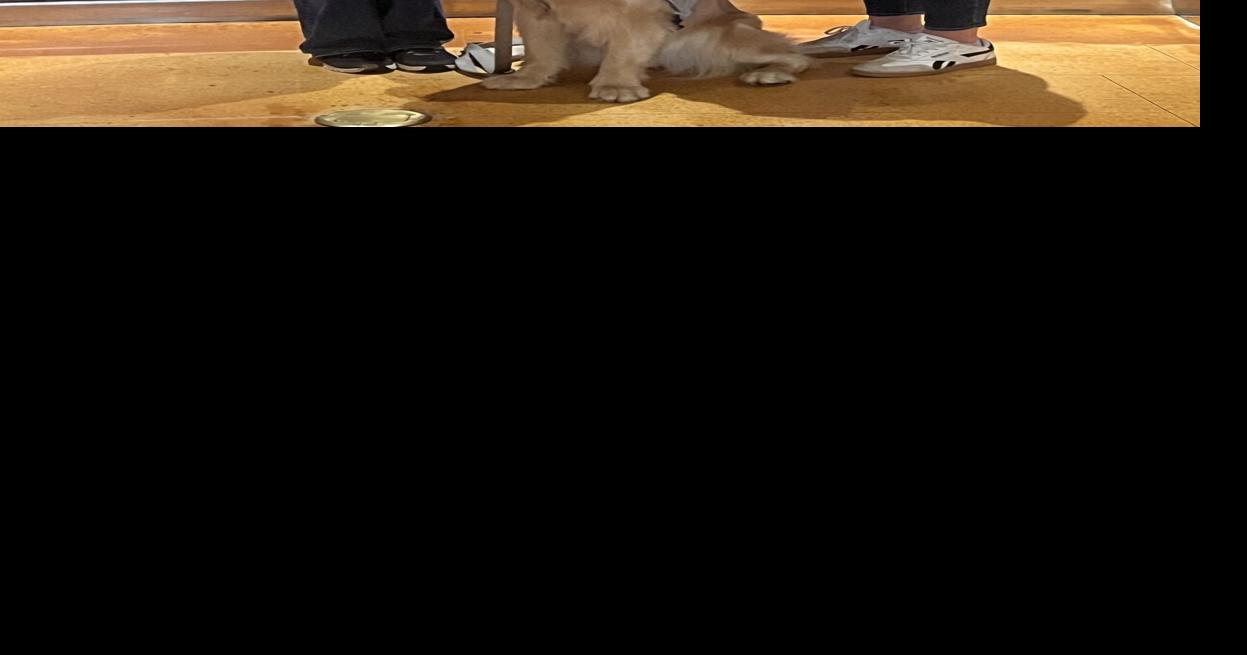 Partnership helps train service dog for veteran or first responder