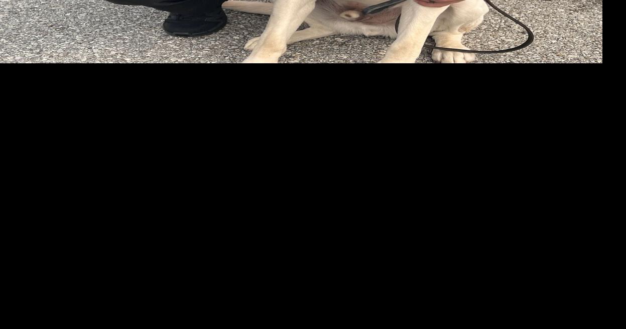 Meet Rugby: Jefferson County’s newest crime-fighting partner