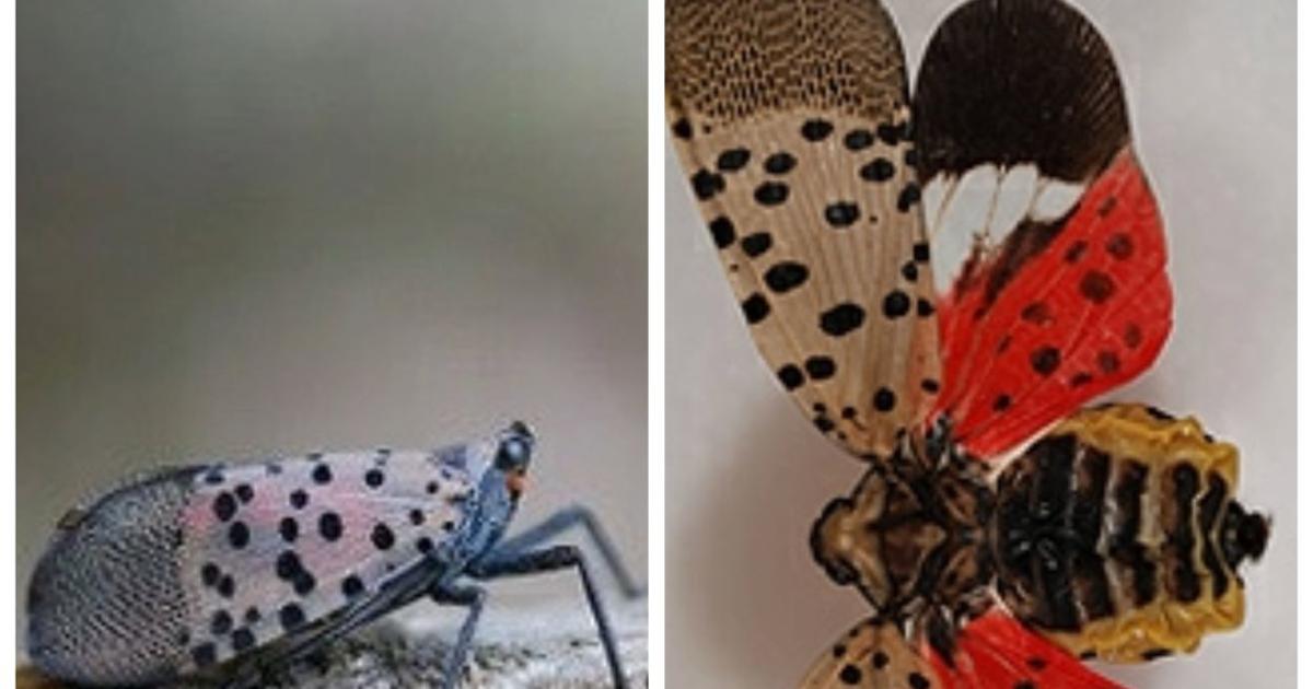States, officials in region concerned with new invasive insect ...