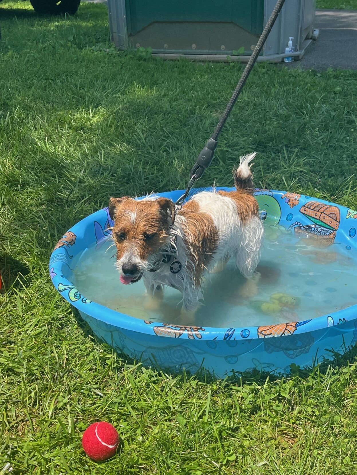Charles Town's Bark in the Park Thrills Dogs and Owners