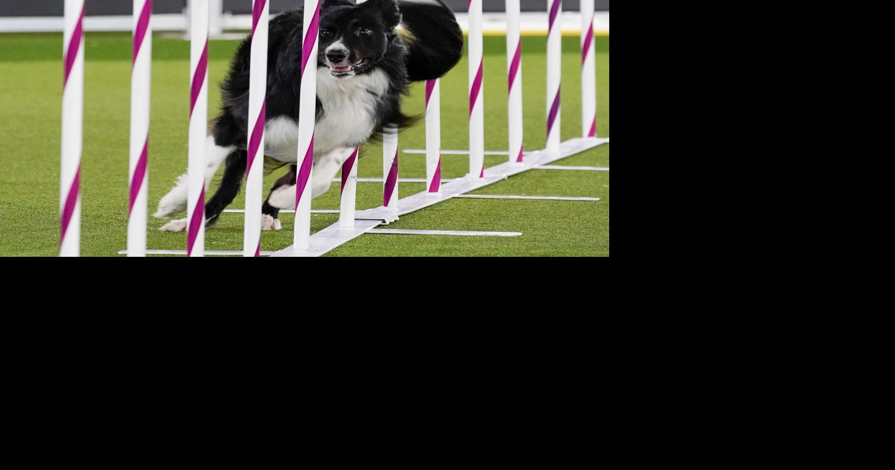 Dog Show 101: What to know about the 150th Westminster show | Human ...