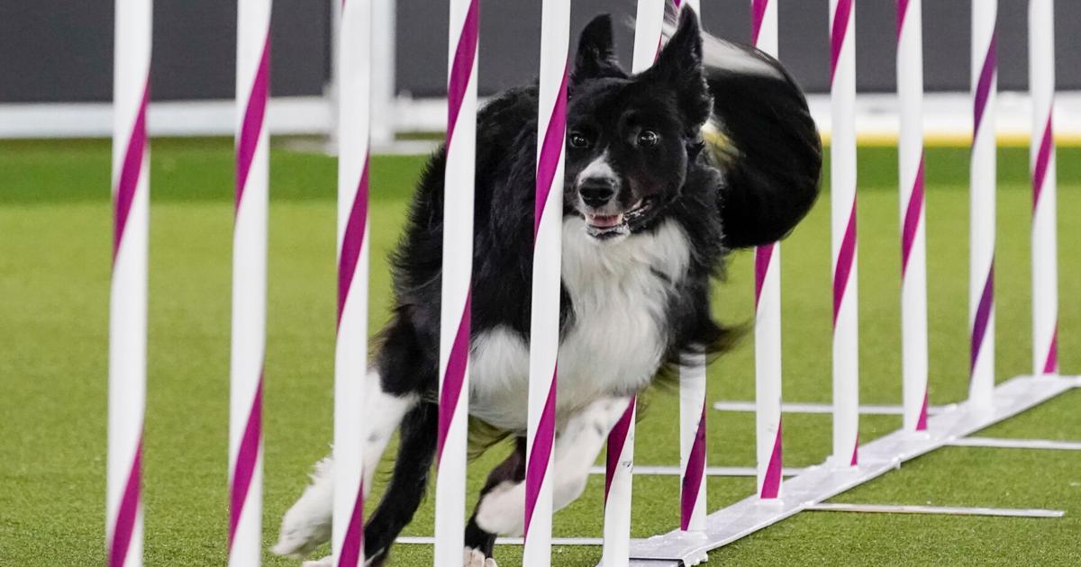 Dog Rising Shows Dog Show 101: What to know about the 150th Westminster show | Human ...