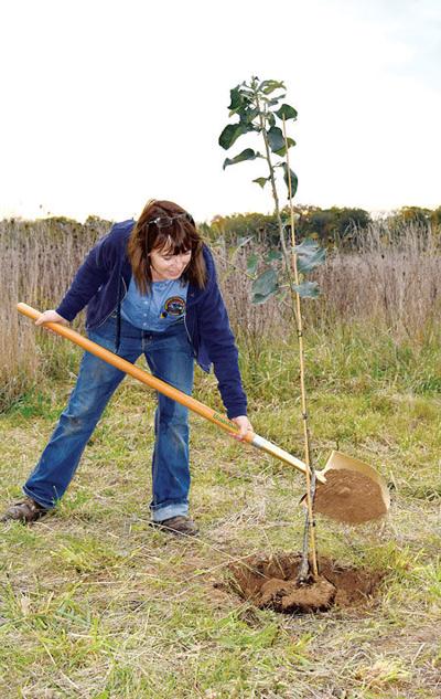 Johnny Appleseed Tree Planted At Museum News Journal - 