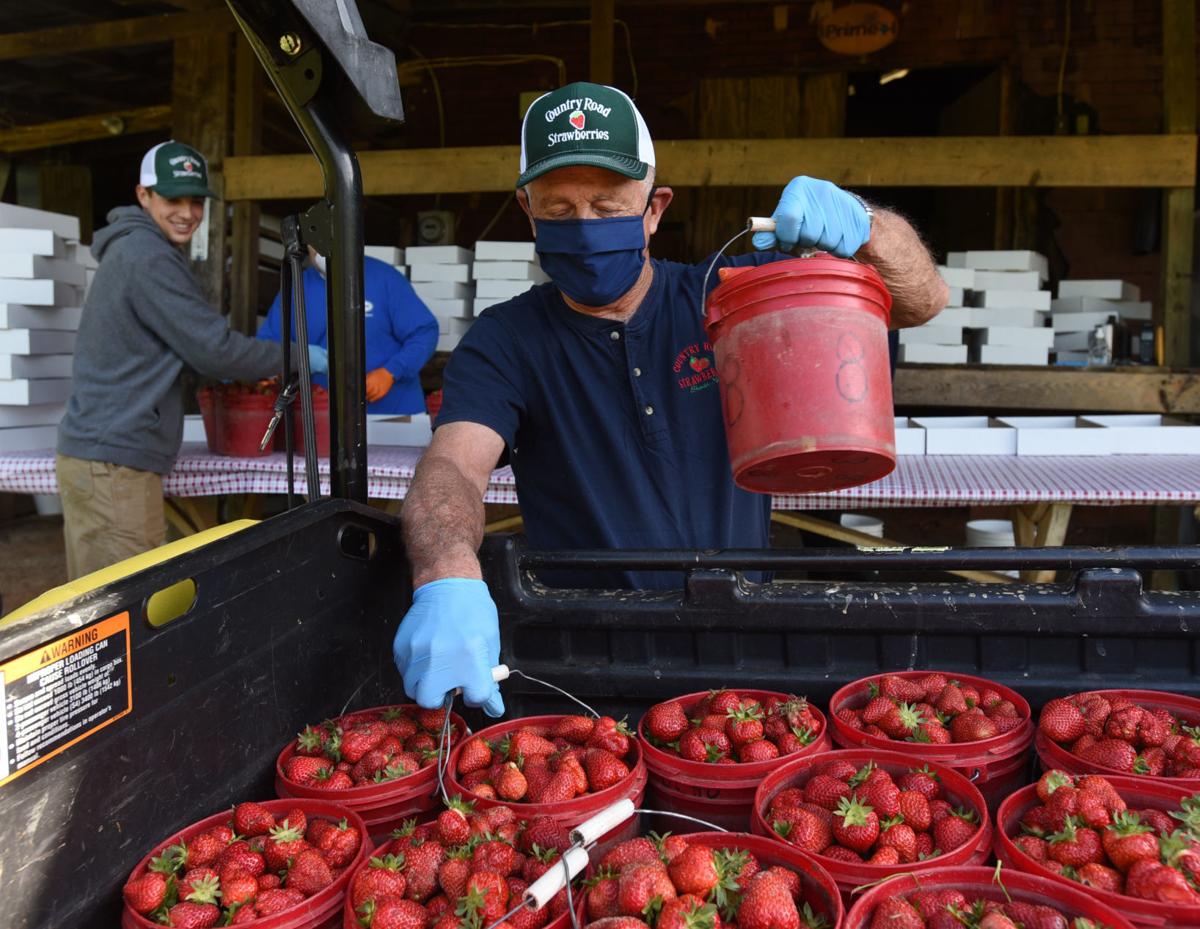 Farms open for strawberry season with a few COVID19 changes Dining