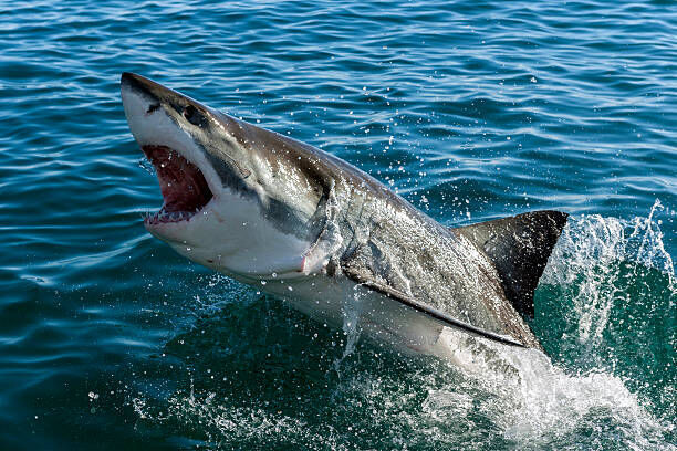 Yes, this giant shark was caught off the coast of Nova Scotia