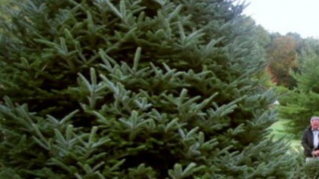 One Perfect Ashe County Fraser Fir Is Headed To The White House State And Regional News Journalnow Com