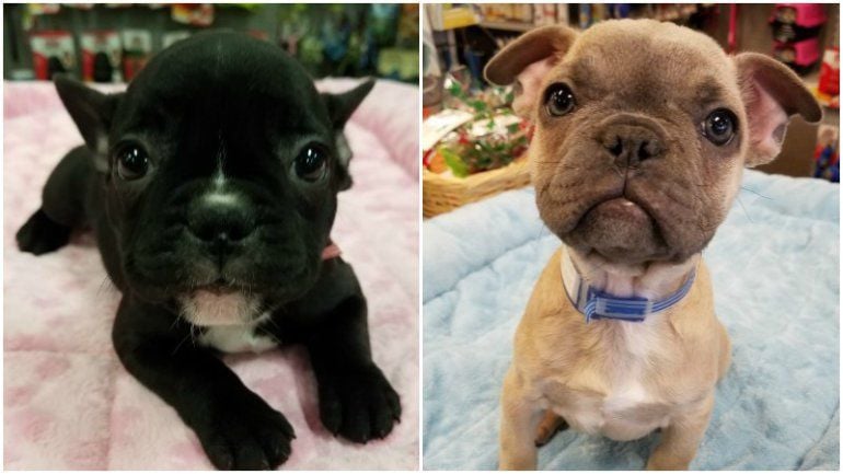 2 French bulldog puppies stolen from 