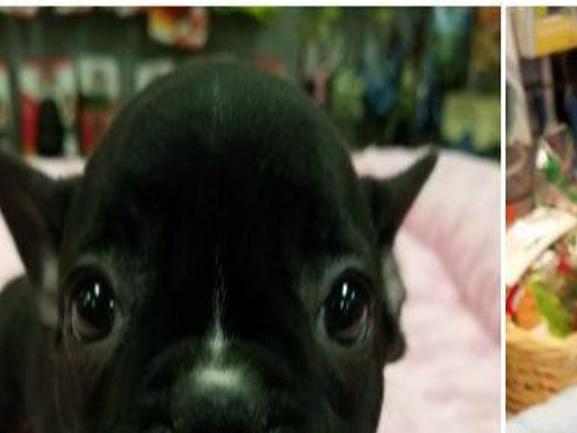 2 French Bulldog Puppies Stolen From Greensboro Pet Store Journalnow Com