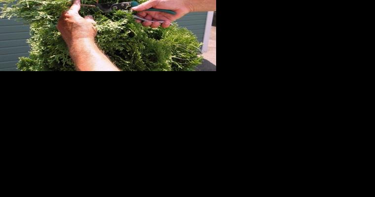 Dixon: Pruning is not only the kindest cut, but a day well spent - Vimarsana News