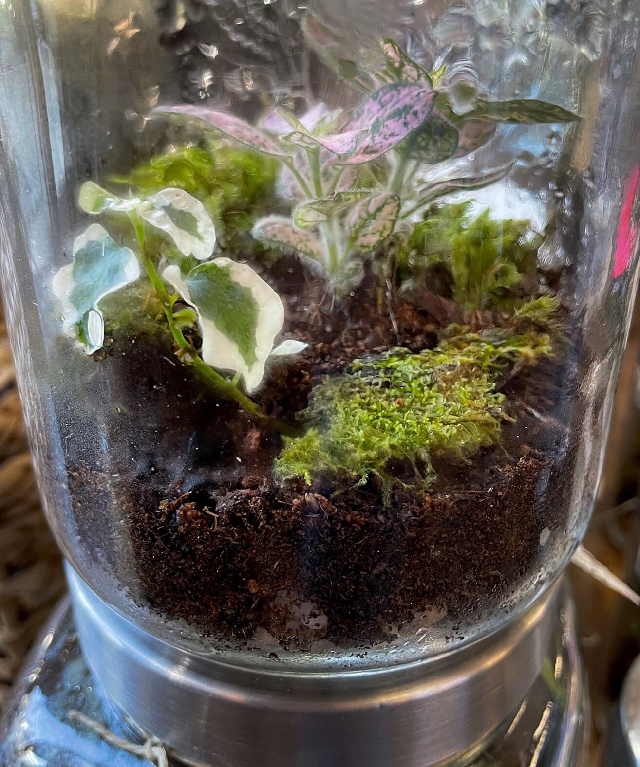 Mossy Mojo Terrariums