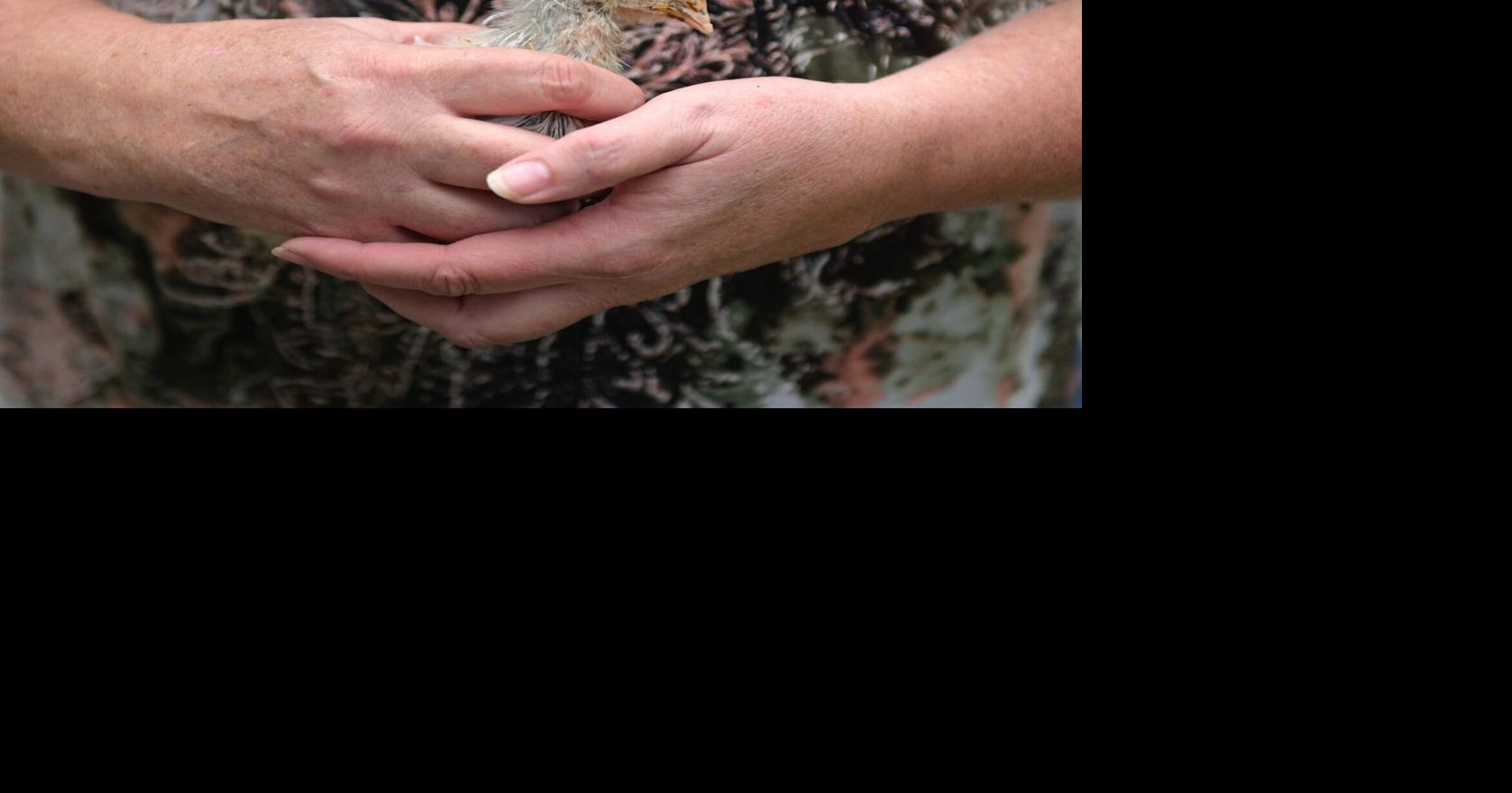 Legal chickens City makes it easier to keep chickens, but the