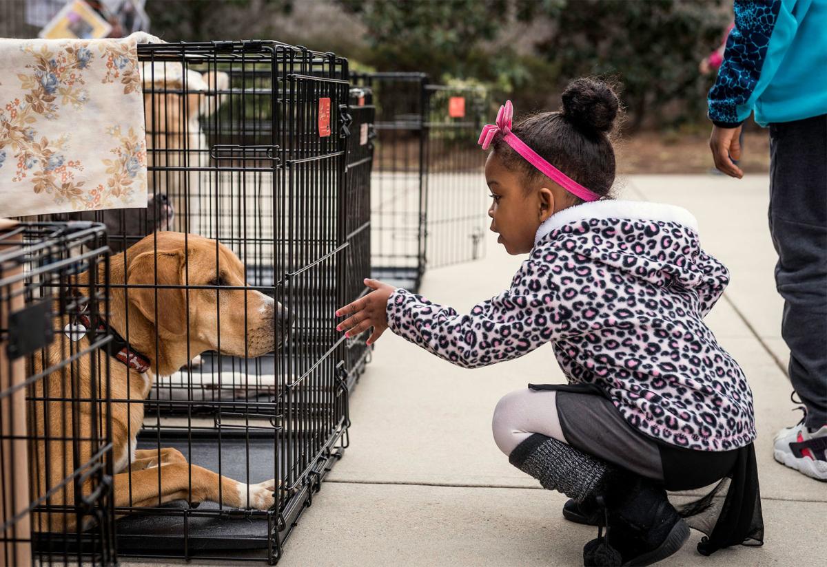 Ruff Love Rescue Adoption Fair