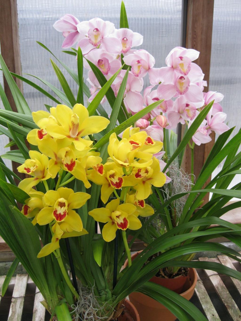 Cymbidiums Pose A Challenge For Orchid Growers Food Journalnow Com