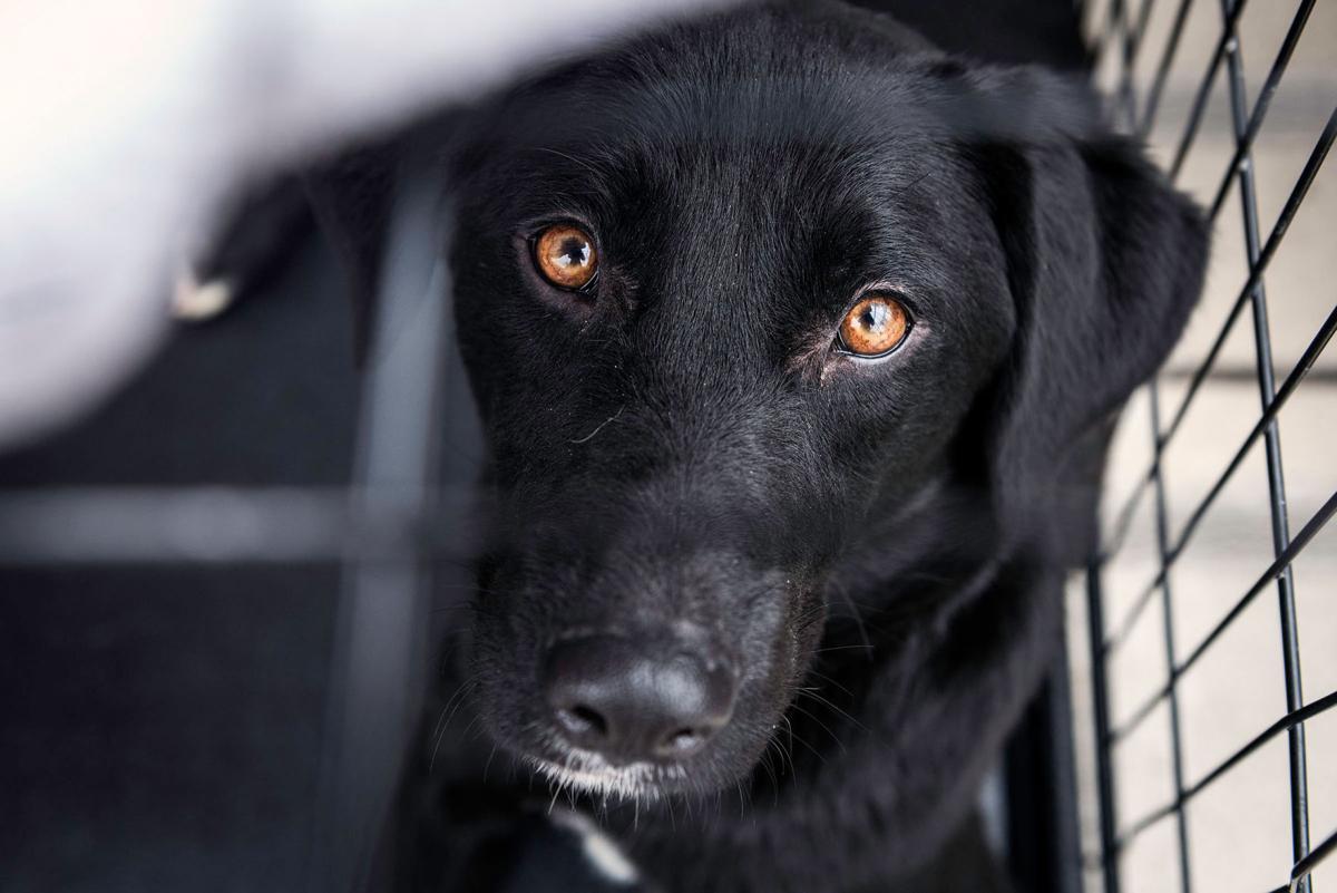 Ruff Love Rescue Adoption Fair