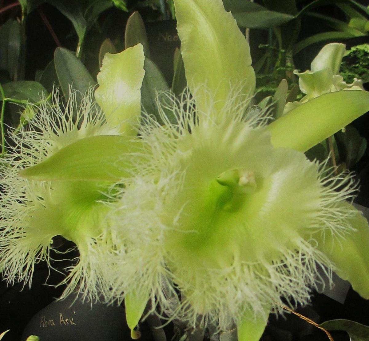 Orchids Painter O Keeffe Had A Big Impact In The World Of
