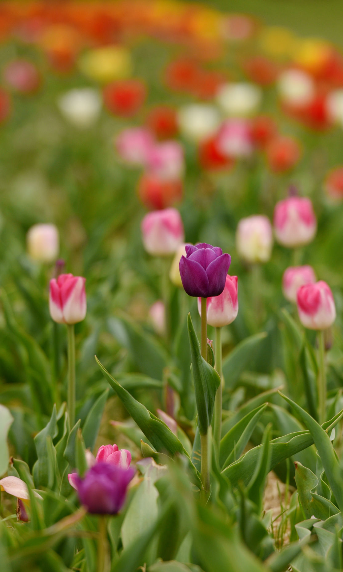 Photos Pickyourown tulips at Dewberry Farm Galleries