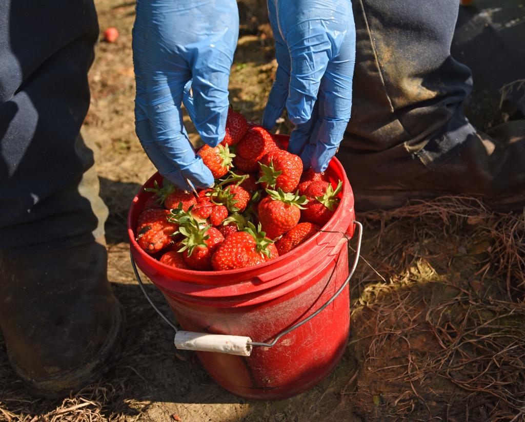 Farms Open For Strawberry Season With A Few Covid 19 Changes Dining Journalnow Com