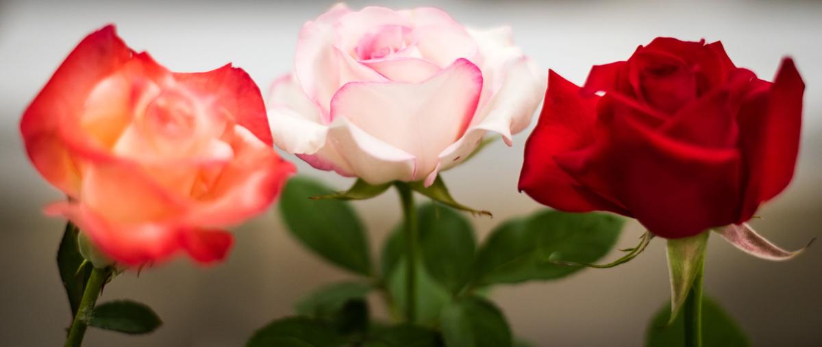 Rose Lovers Get Ready To Show Off Their Gardens Glory At Annual Show Lifestyles Journalnow Com