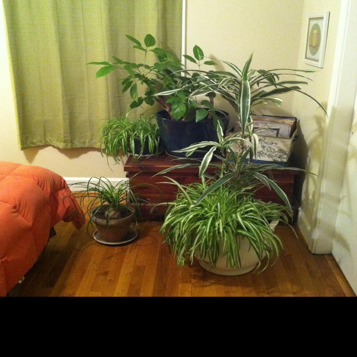 Dixon Bringing My Plants Inside In Winter Is Quite A Project