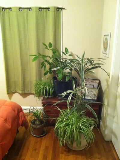 Dixon Bringing My Plants Inside In Winter Is Quite A Project Food Journalnow Com