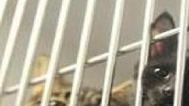 Woman With 200 Cats Charged With Animal Cruelty Local News Journalnow Com