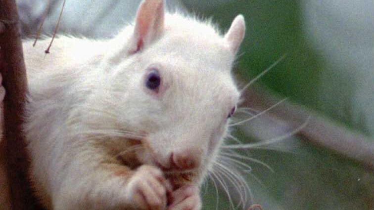 Ask SAM: Are there white squirrels in Walkertown? - Vimarsana News