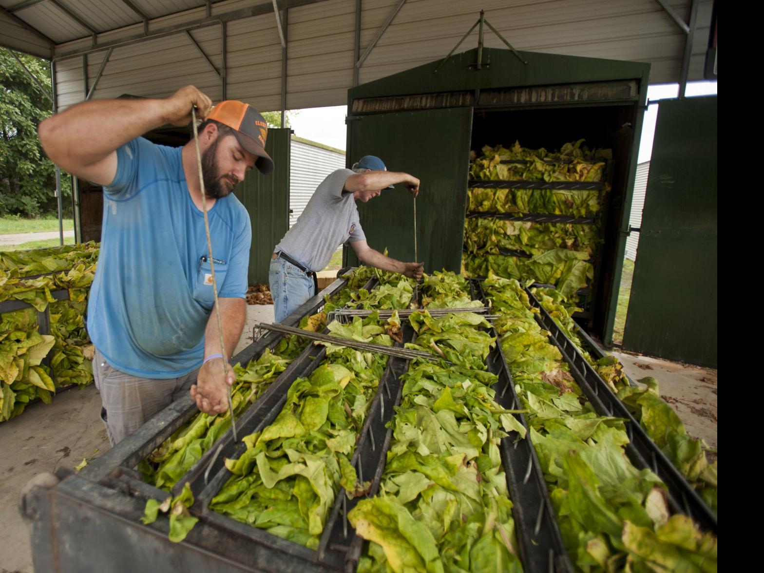 Florence A Threat To Tobacco Crops Business News Journalnowcom