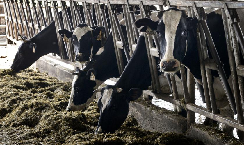 Local dairy focusing on grass-fed cows